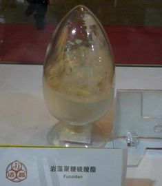 China extracto de fucoidán de algas pardas proveedor