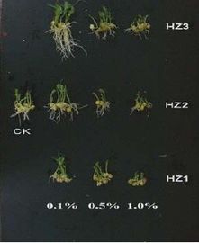 China Oligosacárido derivado del alginato en el suelo y la nutrición vegetal proveedor
