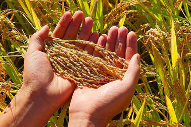 China cultivos fertilizante oligosacárido derivado de alginato proveedor