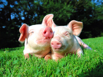 China Aditivo alimentario oligosacáridos de quitosano, Ingredientes para piensos en polvo de oligosacáridos de quitosano, Oligosacárido de quitooligo proveedor
