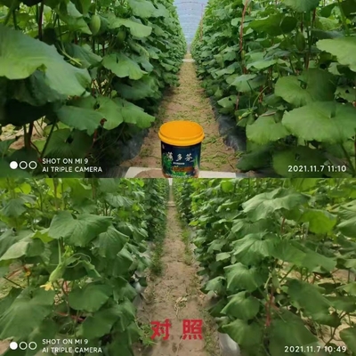 China Extracto de algas marinas bioestimulante AlgaHumic proveedor