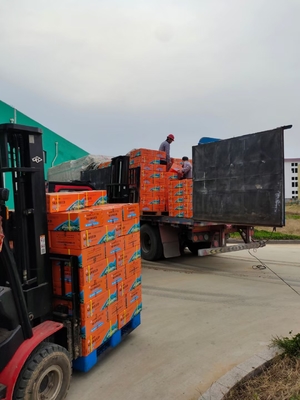 China polvo de algas para plantas proveedor