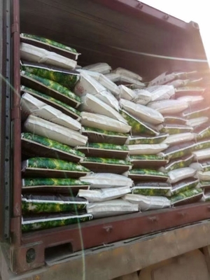 China extracto de algas marinas como biofertilizante proveedor