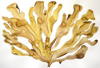Fucoxantina, extracto natural de algas marinas marrones wakame 1%, 5%, 10% 20% de los ingredientes en polvo proveedor