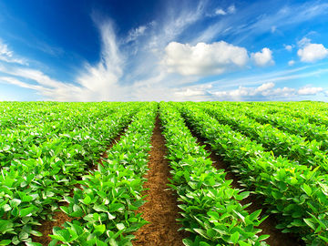 Oligosacárido de quitosano de grado agrícola, Polvo de oligosacárido de quitosano, polvo de oligochitosano proveedor