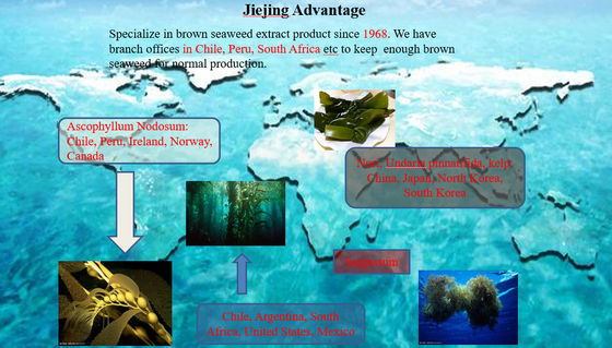 Fertilizante foliar de aminoácidos EXTRACTO DE ASCOPHYLLUM NODOSUM fertilizante líquido de algas marinas proveedor