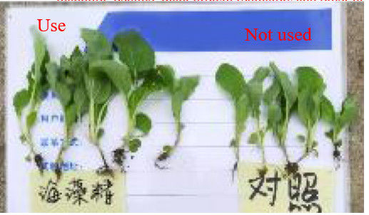Fertilizante foliar de aminoácidos EXTRACTO DE ASCOPHYLLUM NODOSUM fertilizante líquido de algas marinas proveedor