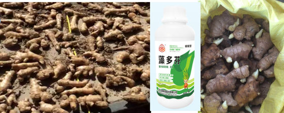 spray foliar de extracto de algas marinas proveedor