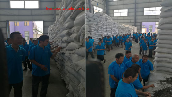 extracto de algas marinas en polvo para plantas proveedor
