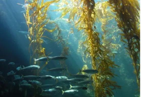 extracto de algas marinas como biofertilizante proveedor
