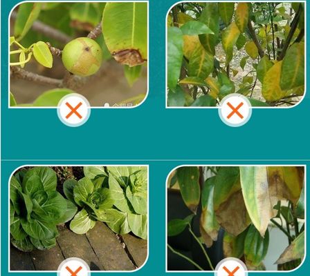fertilizante de extracto de algas ascophyllum proveedor