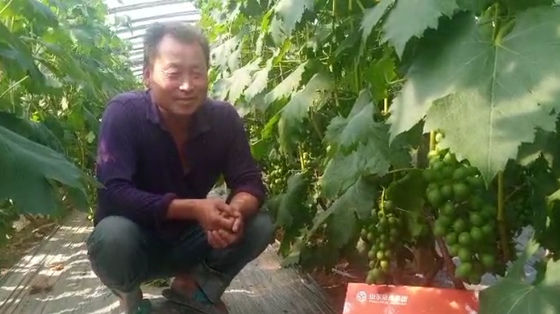 Tambor de 10 L Extracto líquido de algas marinas de color marrón oscuro o negro, fertilizante de descarga proveedor