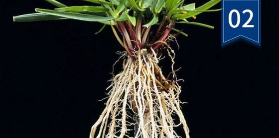 Tambor de 10 L Extracto líquido de algas marinas de color marrón oscuro o negro, fertilizante de descarga proveedor