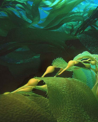fertilizante foliar de algas marinas líquidas proveedor