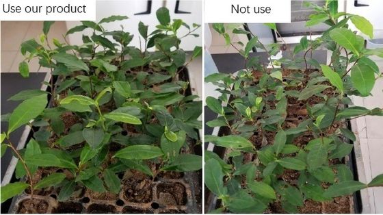 Aldofeno extracto de algas marinas líquido de alta concentración Fertilizante de pulverización foliar proveedor