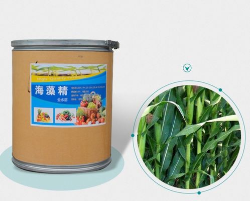 Fertilizantes de extracto de ASCOPHYLLUM NODOSUM proveedor