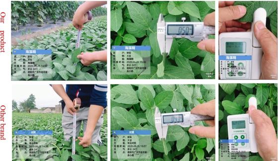 Fertilizantes de extracto de ASCOPHYLLUM NODOSUM proveedor